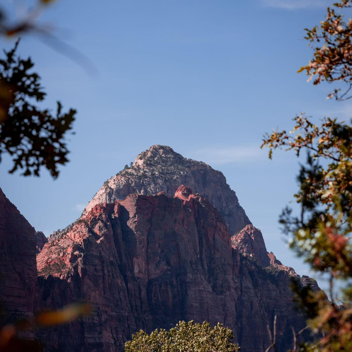 Red cliffs and green trees in Zion National Park